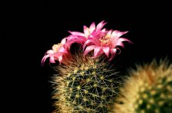 仙人球怎么澆水 仙人球的擺放風(fēng)水禁忌