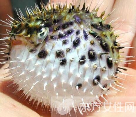 河豚毒素有什么作用 河豚毒素在哪