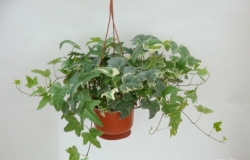 常春藤的作用主要是凈化空氣