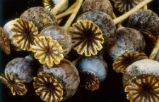 罌粟殼有什么作用 一般有六大類