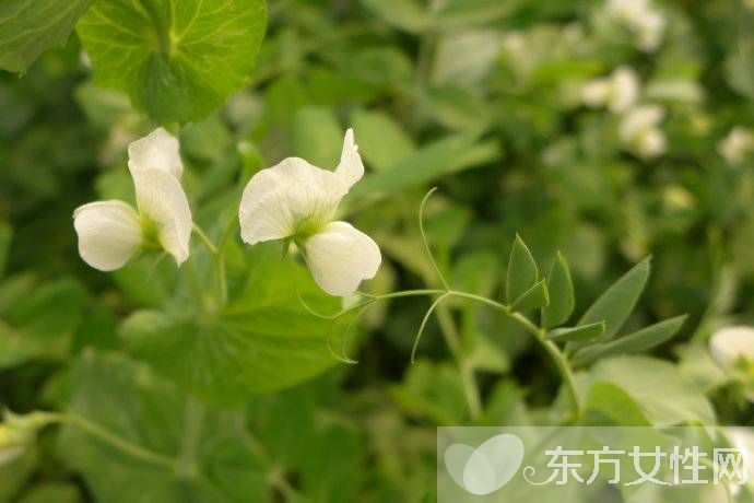 長壽養(yǎng)生方法有哪些 平時(shí)養(yǎng)生是關(guān)鍵