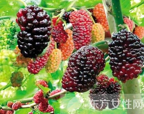 桑果的功效有哪些 這些人不宜食桑果