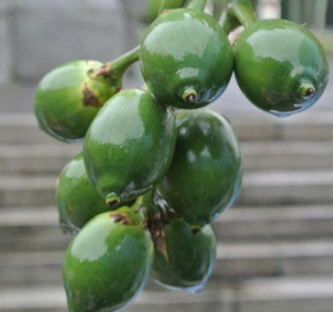 檳榔的功效與作用及食用方法介紹