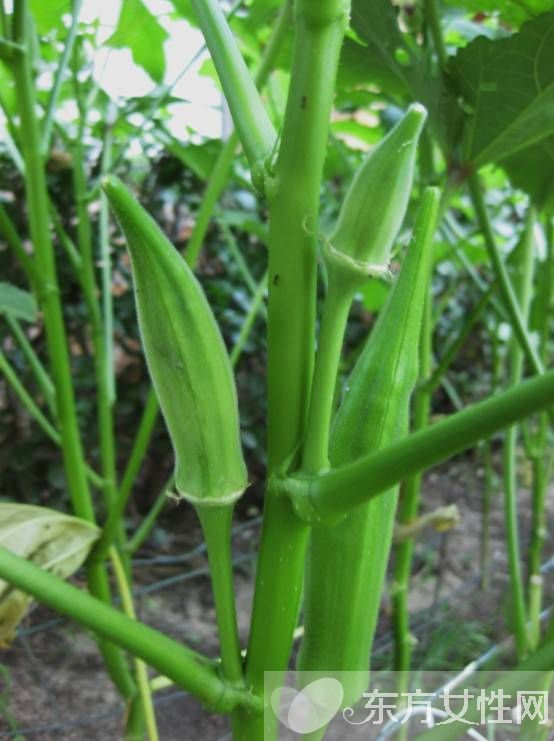 秋葵怎么做好吃 秋葵的功效與作用