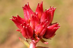 紅景天的副作用及使用注意事項介紹