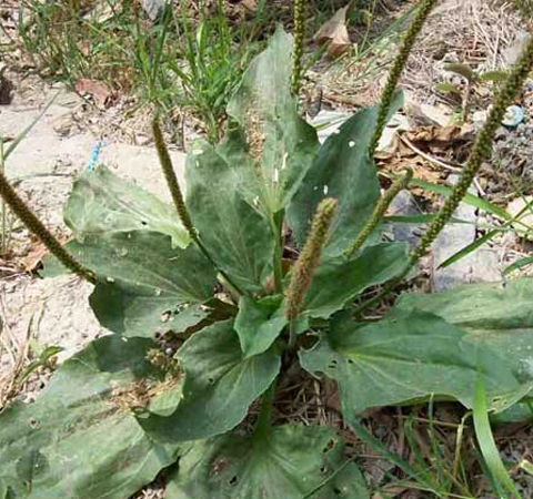 多吃會傷肝腎 車前草的副作用有哪些