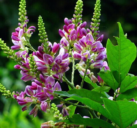 正確食用 雞血藤的功效與作用及禁忌介紹