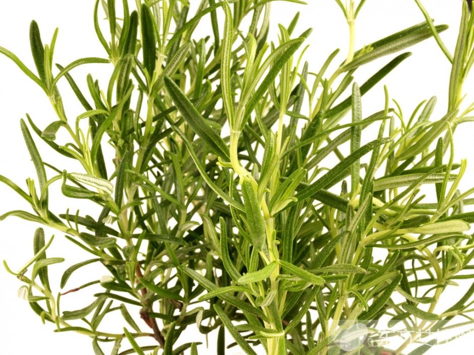 迷迭香的功效與作用 迷迭香還能這么食用