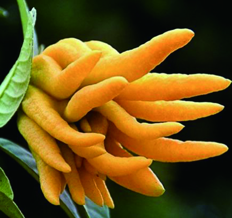 佛手的功效與作用及藥用價(jià)值