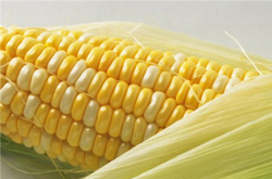 玉米和玉米須的藥用價值有哪些