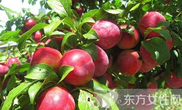 油桃的功效與作用 油桃的食用禁忌須知