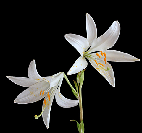 中藥治失眠 10種中藥有效治療失眠