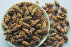 一定要注意 蒼耳子的副作用有哪些