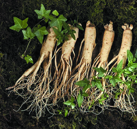 野山參的吃法及功效作用講解