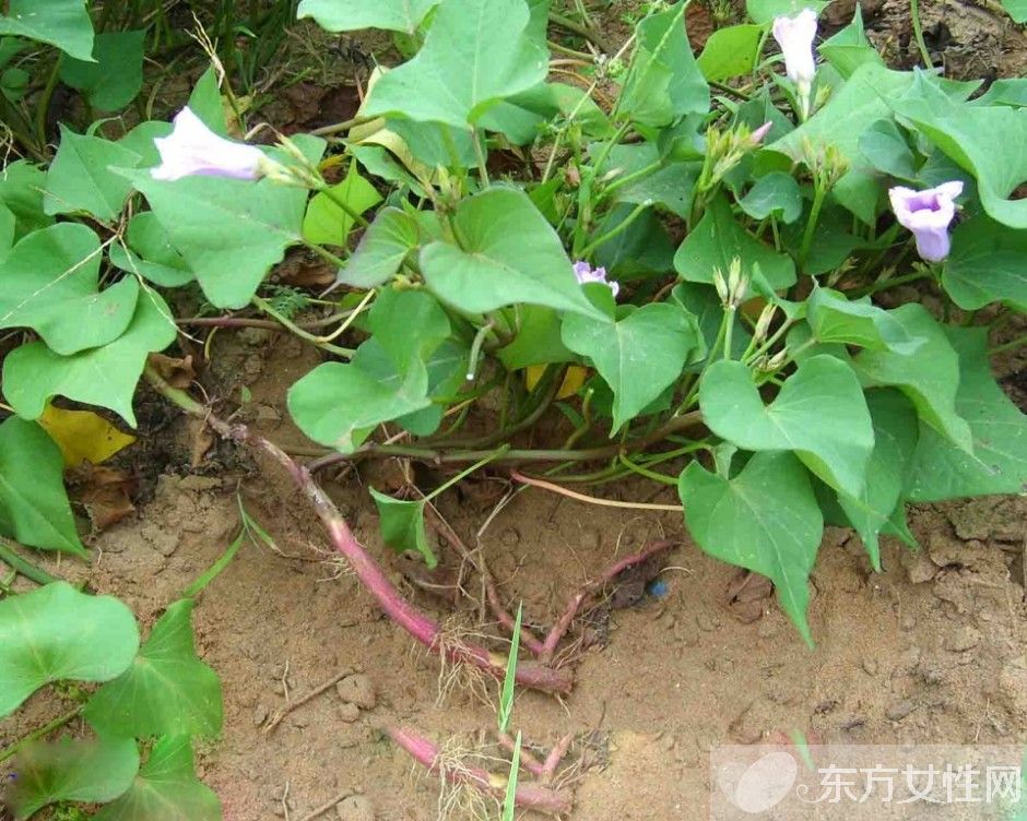 紅薯不能和什么一起吃 吃紅薯可導(dǎo)致的四種危害