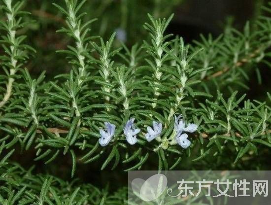 迷迭香的功效與作用 迷迭香還能這么食用