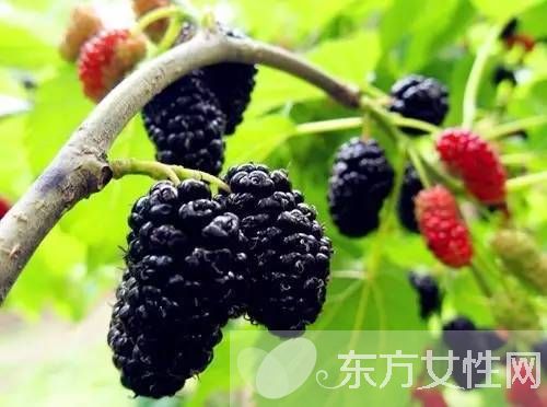 桑果的功效有哪些 這些人不宜食桑果