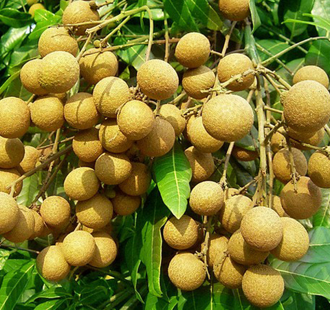 龍眼的營養(yǎng)價(jià)值 龍眼的營養(yǎng)吃法及功效