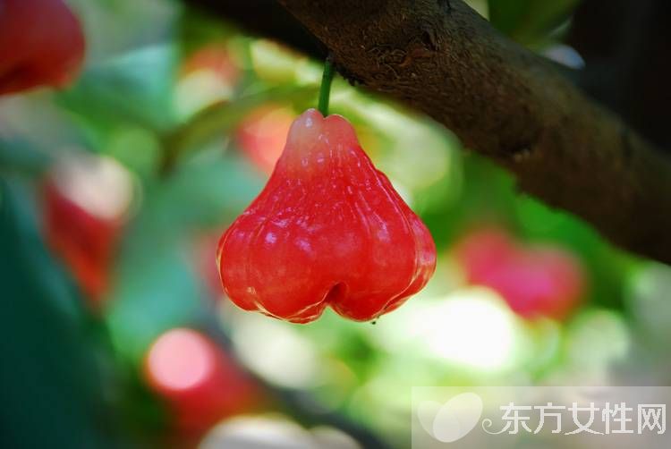 蓮霧的營養(yǎng)價值與功效 孕婦能吃蓮霧嗎