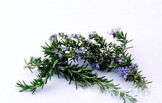 迷迭香的功效與作用 迷迭香還能這么食用