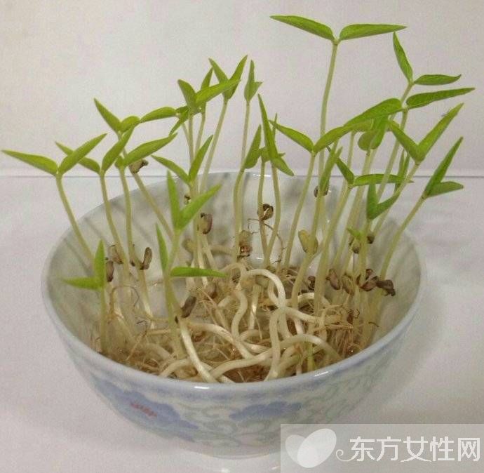 綠豆芽怎么炒好吃 盤點綠豆芽的食用禁忌