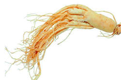 野山參的吃法及功效作用講解