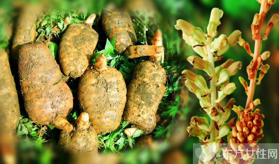 天麻的副作用有哪些 天麻竟還能治療老年癡呆