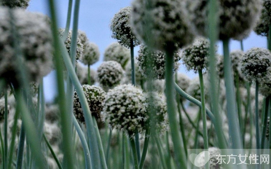 蔥的好處有哪些 吃蔥注意四大飲食禁忌