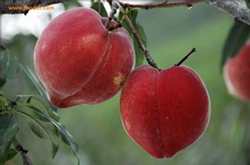 血桃的營養(yǎng)價值及食用方法介紹