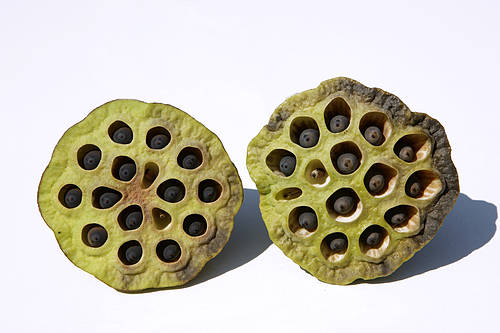 蓮子心的副作用 功效多多別擔(dān)心