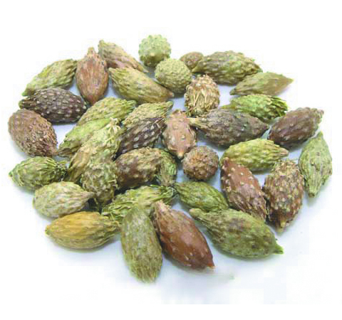 一定要注意 蒼耳子的副作用有哪些