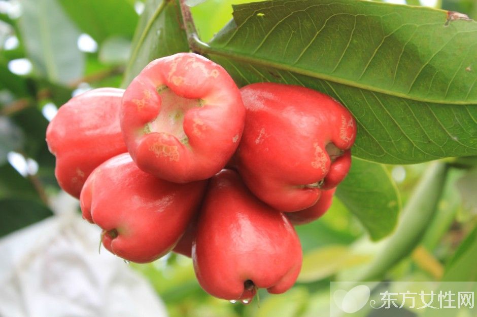 蓮霧的營養(yǎng)價值與功效 孕婦能吃蓮霧嗎