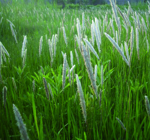 中藥白茅根功效和副作用介紹