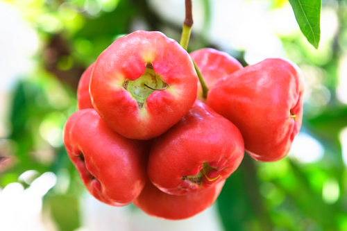 蓮霧的營養(yǎng)價值與功效 孕婦能吃蓮霧嗎