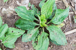 多吃會(huì)傷肝腎 車前草的副作用有哪些