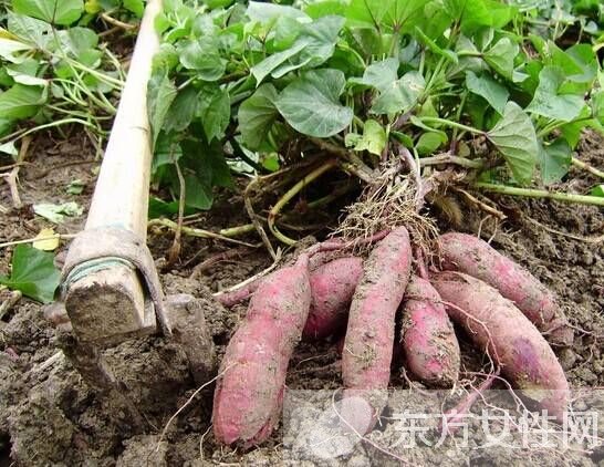 紅薯不能和什么一起吃 吃紅薯可導(dǎo)致的四種危害