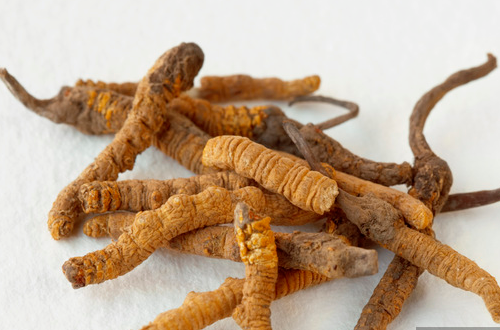 蟲草是什么     冬蟲夏草是之一