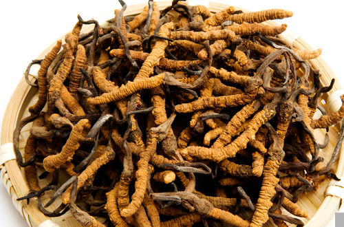 蟲(chóng)草是什么     冬蟲(chóng)夏草是之一