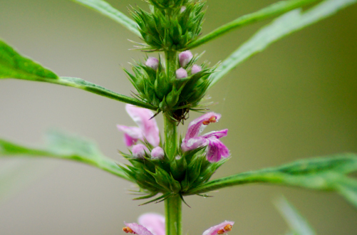 益母草什么時(shí)候吃     經(jīng)前或流產(chǎn)后吃