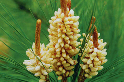 潔白皮膚 松花粉的副作用及功效介紹