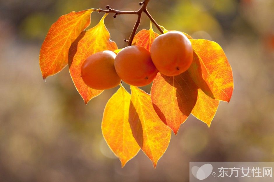 柿子的熱量高嗎 吃柿子的4大注意事項(xiàng)需警惕