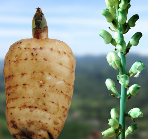 天麻的功效與作用有哪些 該如何食用