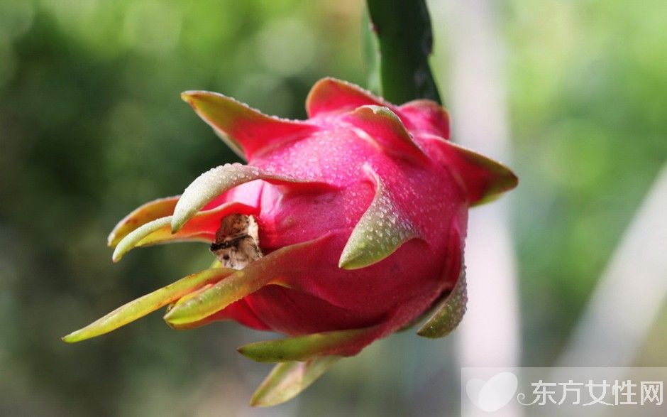 吃火龍果的好處和壞處 教你如何挑選火龍果