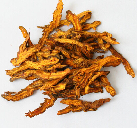 黃連的功效 黃連應(yīng)當(dāng)如何應(yīng)用