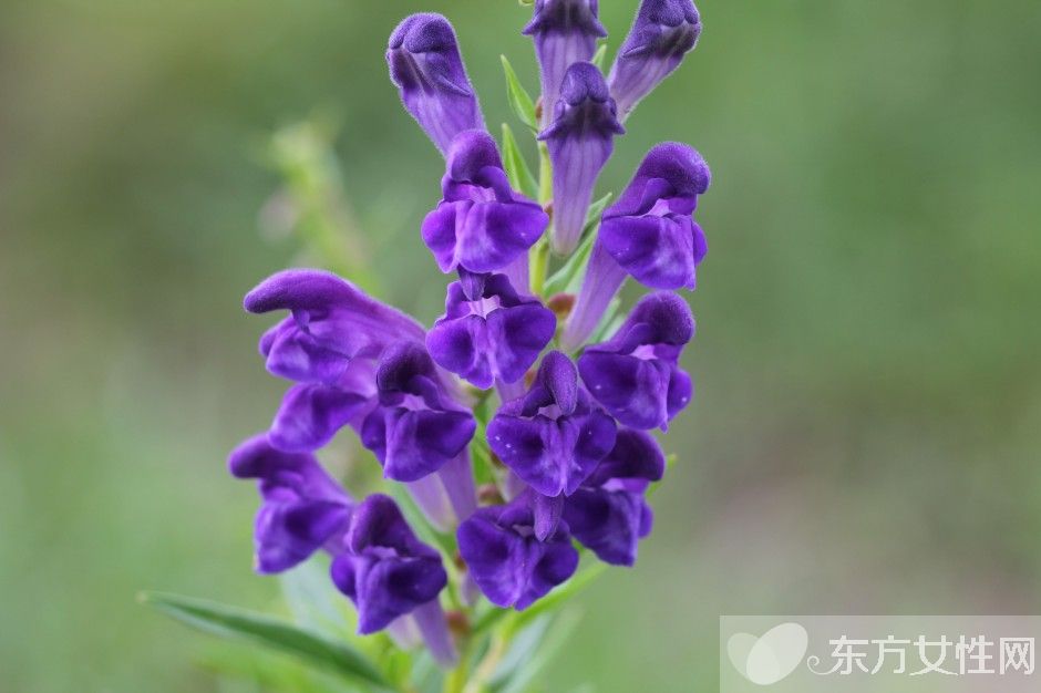 治療扁平疣的三大偏方 扁平疣有什么危害