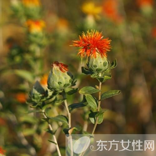 紅花片的功效與作用 揭秘紅花片的食用禁忌及方法