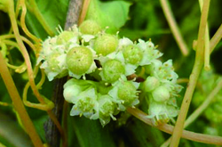 菟絲子的功效與作用及食用方法