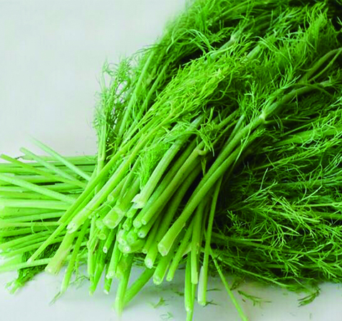 提升胃動力好選擇 細(xì)說小茴香的功效與作用