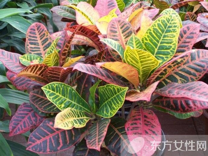 有毒植物有哪些 絕對不能碰的有毒植物