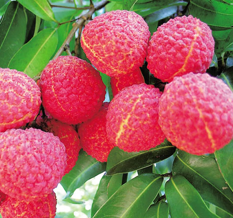 荔枝的營養(yǎng)價值有哪些 揭女人吃荔枝的好處